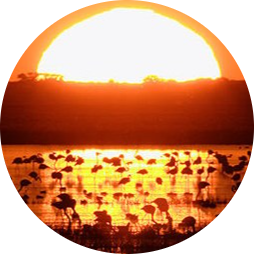 Logo Doñana II